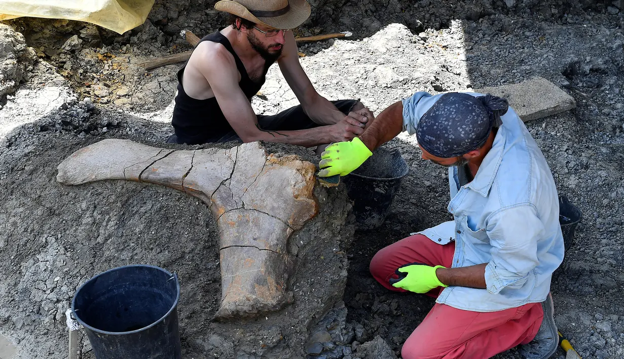 Peneliti National History Museum of Paris membersihkan tulang panggul didekat penemuan tulang paha dinosaurus raksasa Sauropoda di sebuah situs penggalian di barat daya Prancis, 24 Juli 2019. Tulang-tulang tersebut ditemukan pada lapisan tanah liat yang tebal oleh tim relawan. (GEORGES GOBET/AFP)