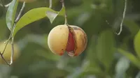 Buah Pala, salah satu produk perkebunan unggulan di Kabupaten Purwakarta. Foto (Istimewa)