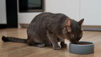 7 Common Cat Feeding Mistakes And How to Avoid Them
