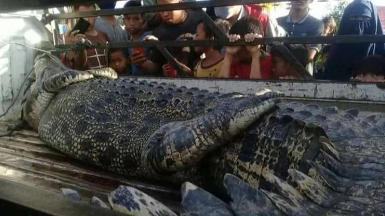 Buaya