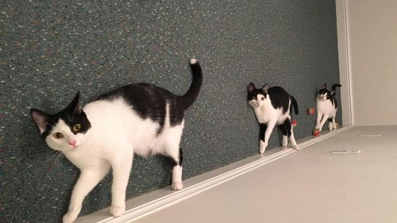 7 Potret dengan Ilusi Optik Ini Bakal Membuatmu Bingung