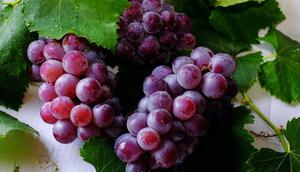 Ilustrasi Buah Anggur Credit: pexels.com/Kai