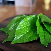 Daun sirih. (via: pedulisehat.info)