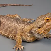 Kadal-kadal berpenampilan kece ini nampaknya bisa menjadi alternatif hewan peliharaan selain anjing dan kucing.