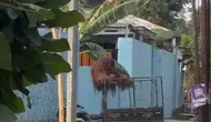Cerdiknya Orang Utan Solo Kabur dari Kandang, Berujung ke Warung Ayam Goreng