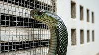 Cara Membuat Ventilasi Rumah yang Aman dari Ular Kobra (Gemini AI)