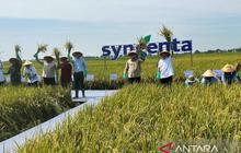 Terungkap! Syngenta Dukung Produktivitas Padi 10 Ton/Ha, Kerek Ketahanan Pangan Nasional