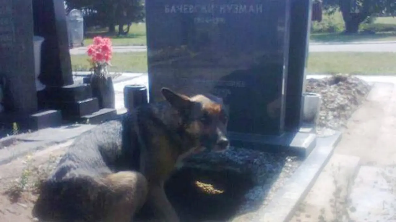  Kunjungi Makam Tiap Hari, Anjing Ini Lakukan Hal Mengejutkan