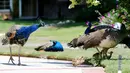 Burung merak berkumpul di jalan masuk rumah penduduk di Arcadia, California, Selasa (8/6/2021). Burung merak akhir-akhir ini menjadi gangguan bagi sebagian warga di wilayah tempat mereka berkeliaran bebas setelah program relokasi burung merak terhenti selama pandemi. (Mario Tama/Getty Images/AFP)