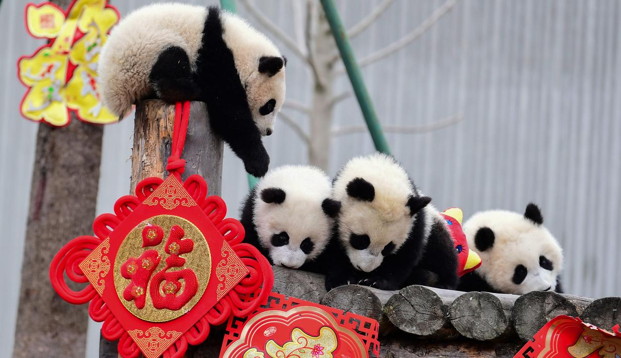 Anak-anak panda bermain di kandangnya dengan dekorasi Tahun Baru Imlek yang dikenal sebagai Tahun Babi, di provinsi Sichuan, China, 31 Januari 2019. Sebelas anak panda yang lahir pada tahun 2018 diperlihatkan kepada publik untuk menyambut Imlek. (STR/AFP)