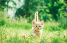 11 Tips Mengusir Anak Kucing Tanpa Menyakiti, Solusi Bijak dan Aman