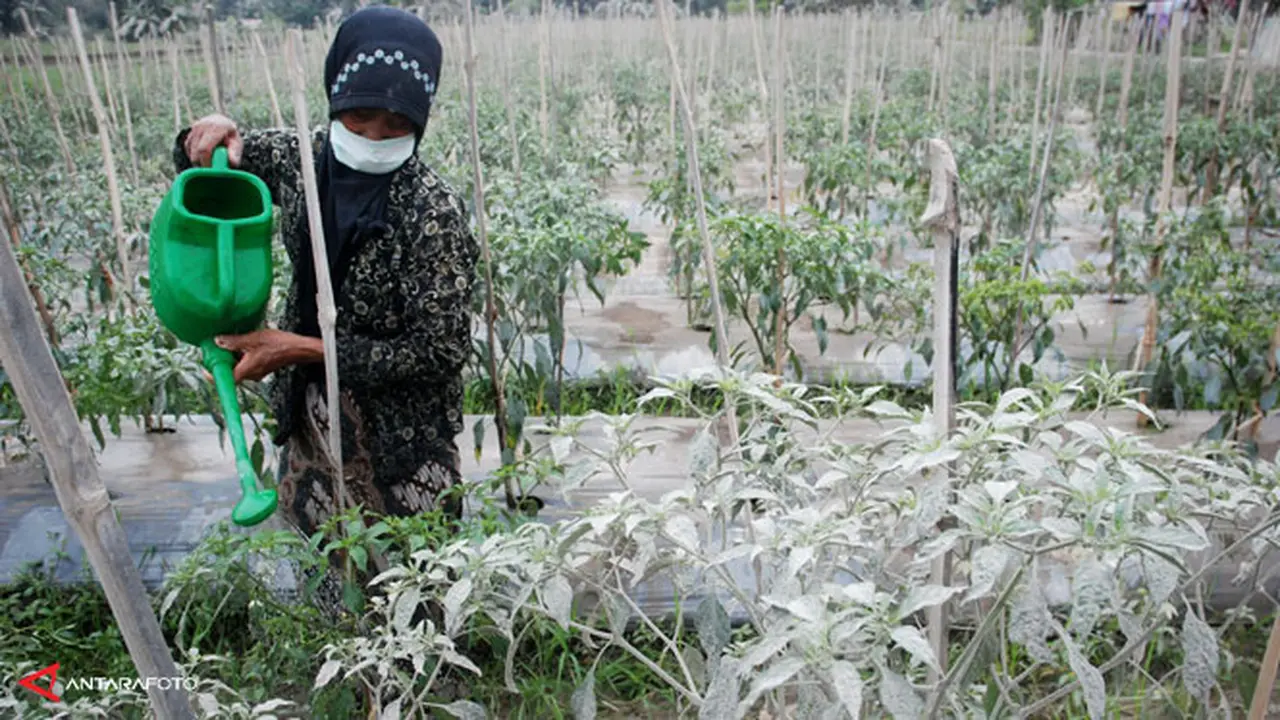 gagal-panen-cabe-140217c.jpg