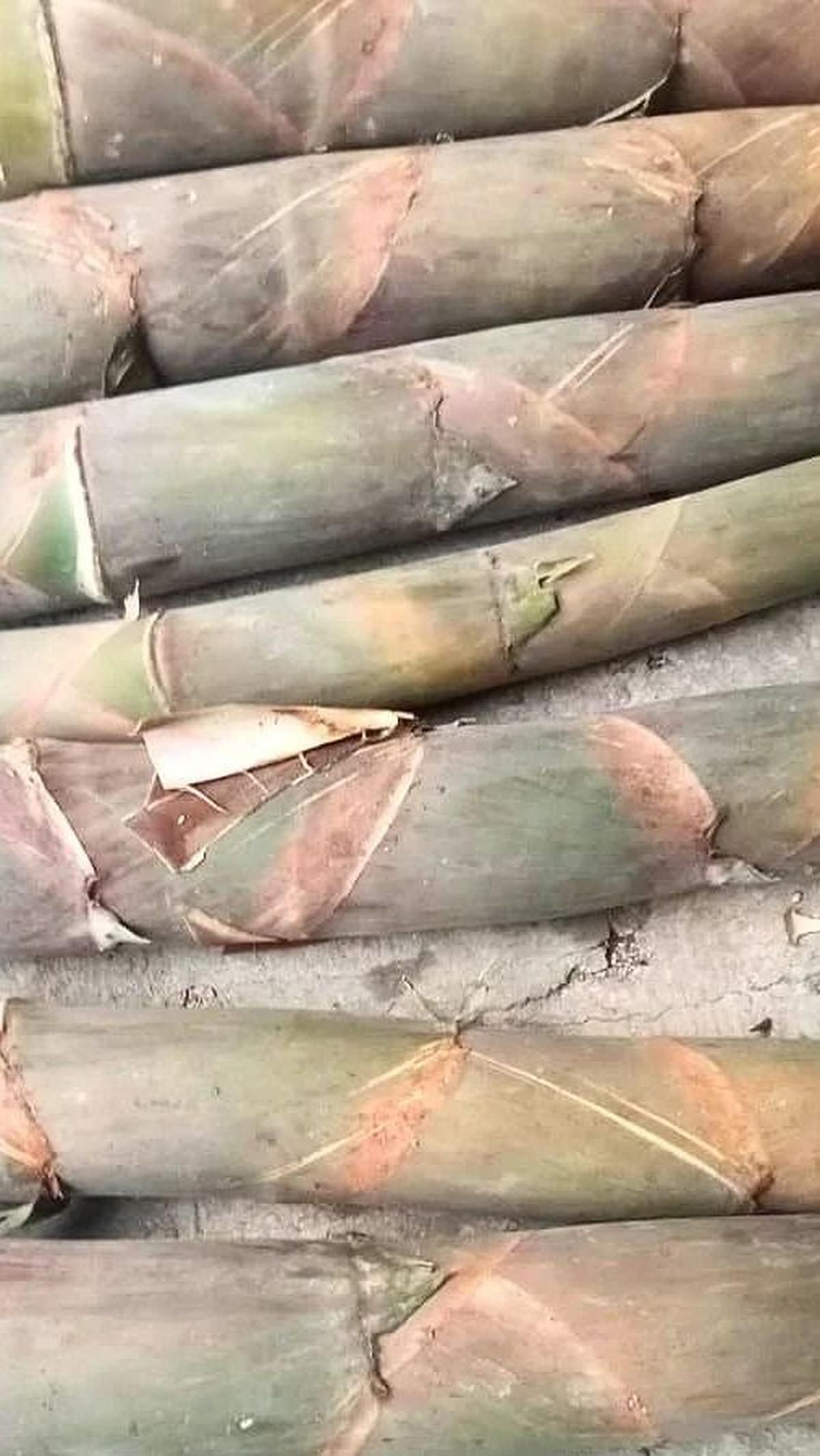 Cari Rebung yang Tepat