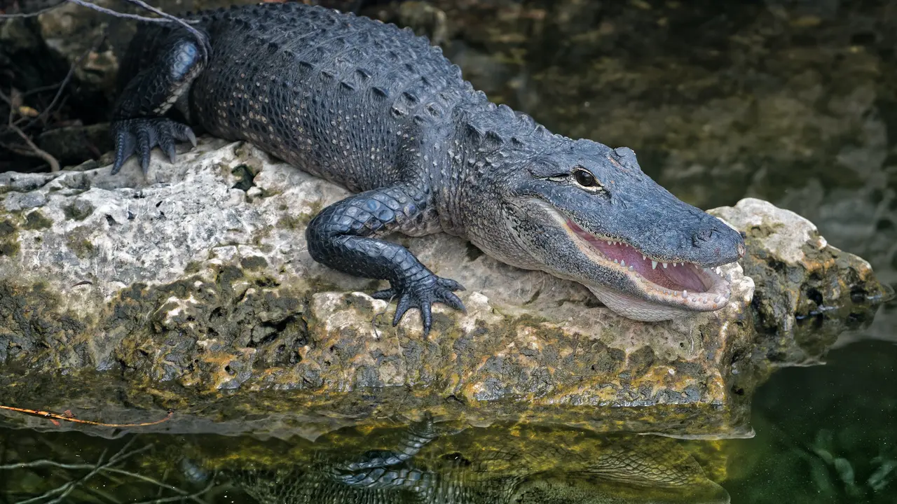buaya
