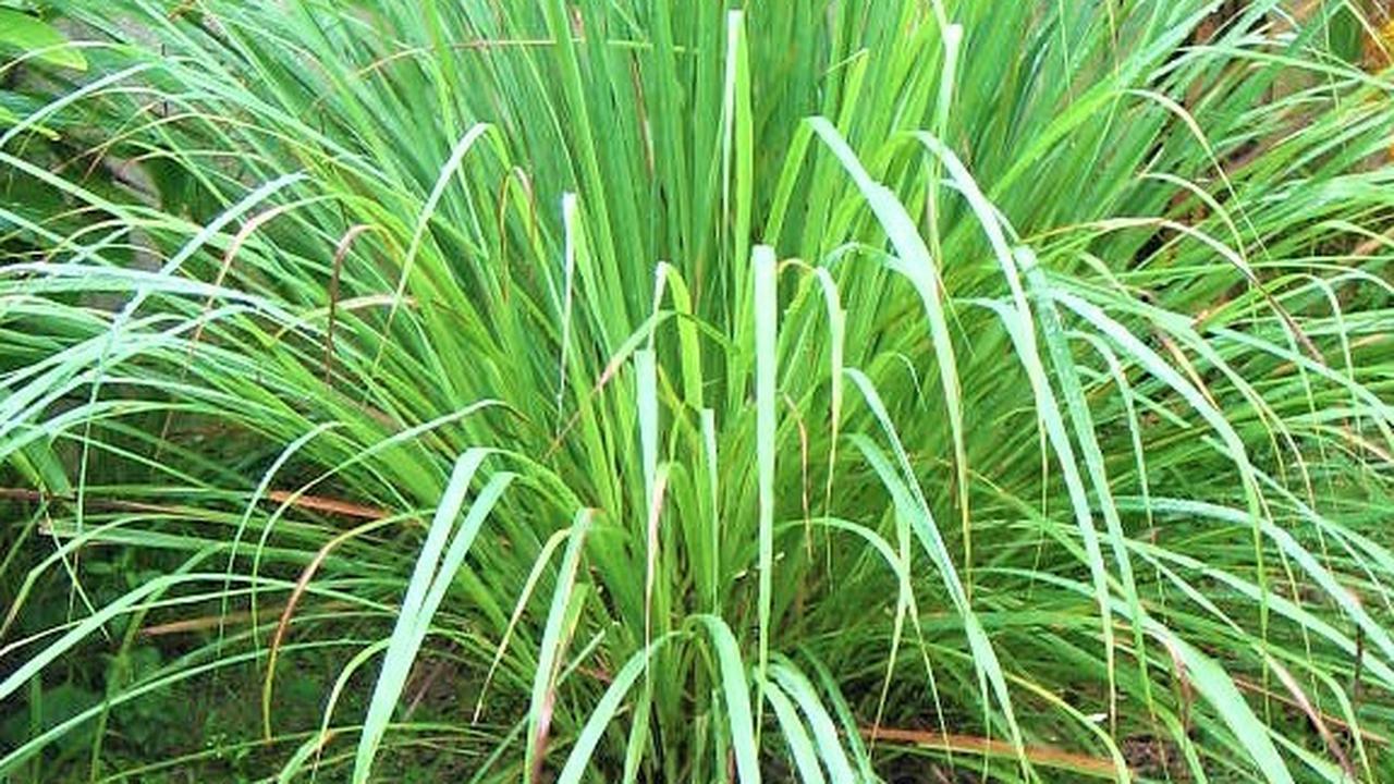 6. Serai