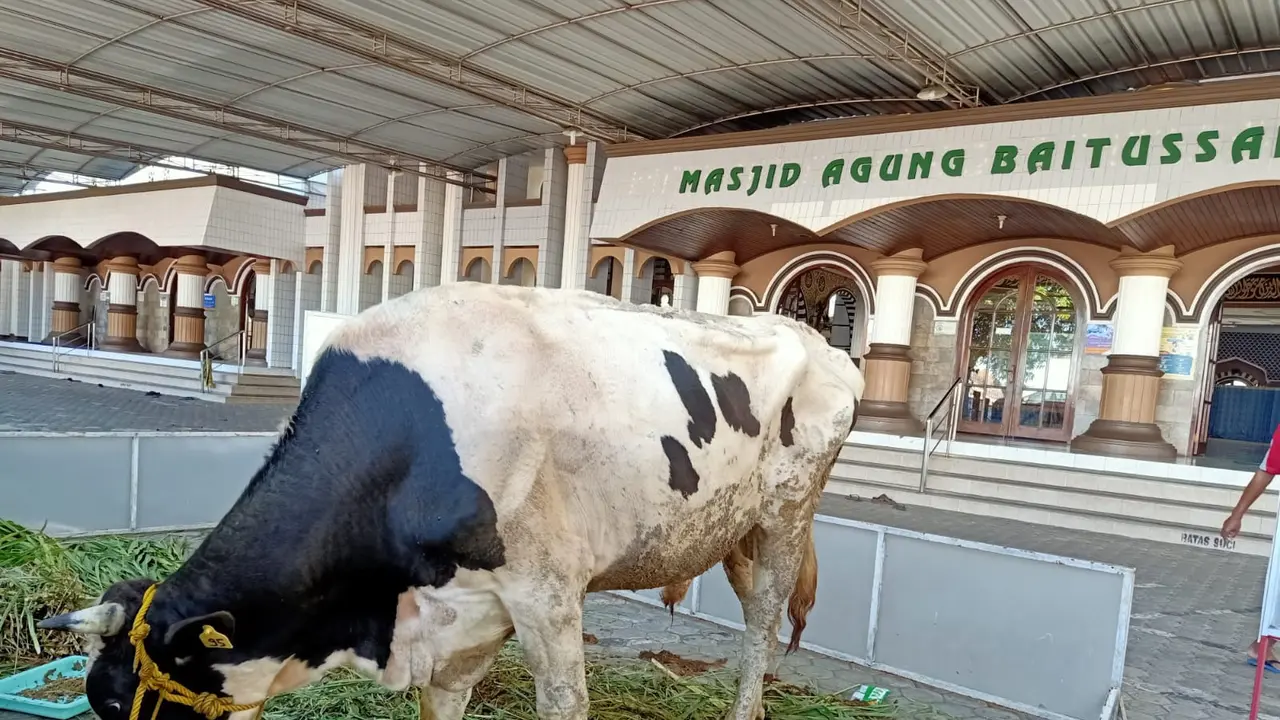 Sapi kurban keluarga Soeharto, di MAB Purwokerto. (Foto: Liputan6.com/Humas MAB)