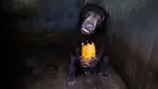 Seekor beruang memakan pepaya sumbangan di kandang Kebun Binatang Medan, Sumatera Utara pada 30 April 2020. Manajemen kebun binatang berusaha mencari sumbangan uang dan makanan untuk kebutuhan satwa setelah tidak adanya pemasukan semenjak ditutup terkait pandemi COVID-19. (AP/Binsar Bakkara)