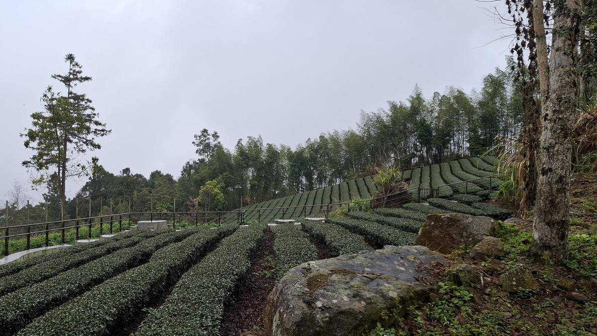 Laporan Liputan6.com dari Taiwan: Menyesap Aroma Teh Oolong di Alishan