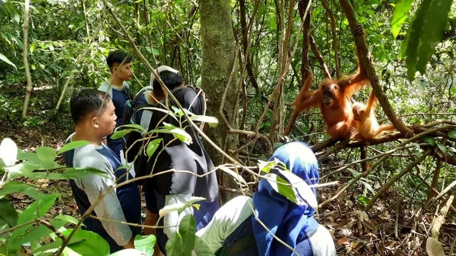 Bukit Lawang