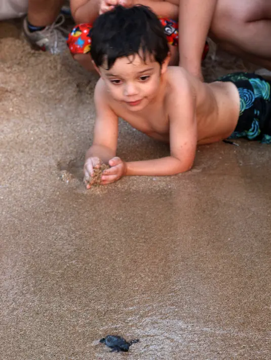 Seorang anak menyaksikan pelepasan tukik di pantai al-Mansouri dekat kota Tyre, Lebanon selatan (31/7/2019). Pelepasan ratusan anak penyu ini bagian pelestarian hewan yang terancam punah. (AFP Photo/Mahmoud Zayyat)