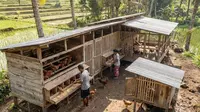 9 Desain Kandang Ayam Multifungsi untuk Ayam Pedaging dan Petelur, Untung Berlipat