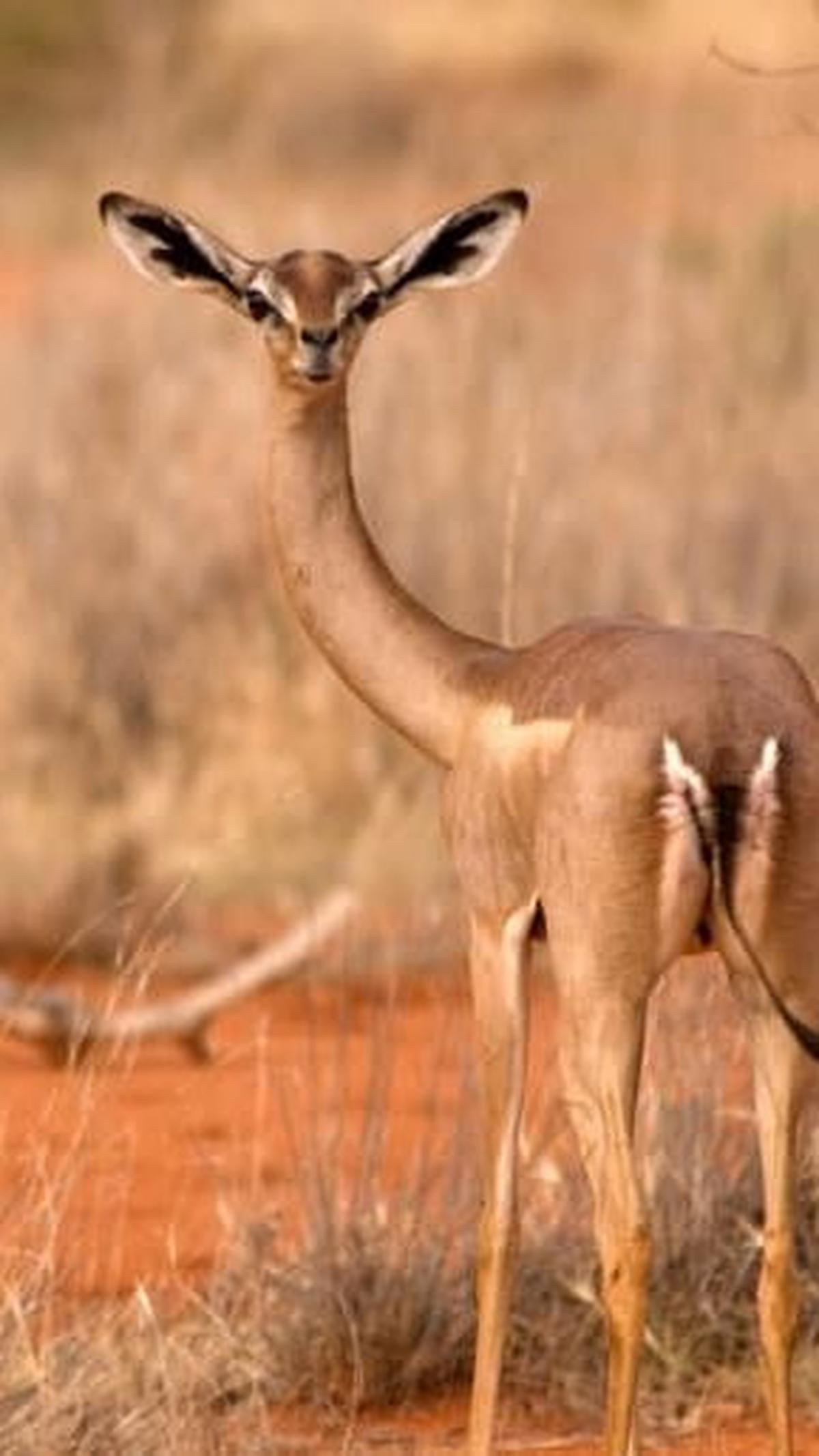 Gerenuk (8 tahun)