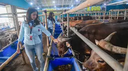 Di Mall Hewan Qurban H. Doni, para SPG tampil dengan pakaian rapi dan riasan menyerupai pramugari. Tampak dalam foto, dua Sales Promotion Girl (SPG) dengan mengenakan kostum ala pramugari menunjukkan hewan qurban di Mall Hewan Qurban H. Doni, Depok, Jawa Barat, Senin (11/5/2026). (merdeka.com/Arie Basuki)