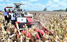 Jenderal Bintang 4 & Menteri Berdiri 'Kawal' Prabowo Naik Traktor di Sawah, Selesai Teddy Merapat