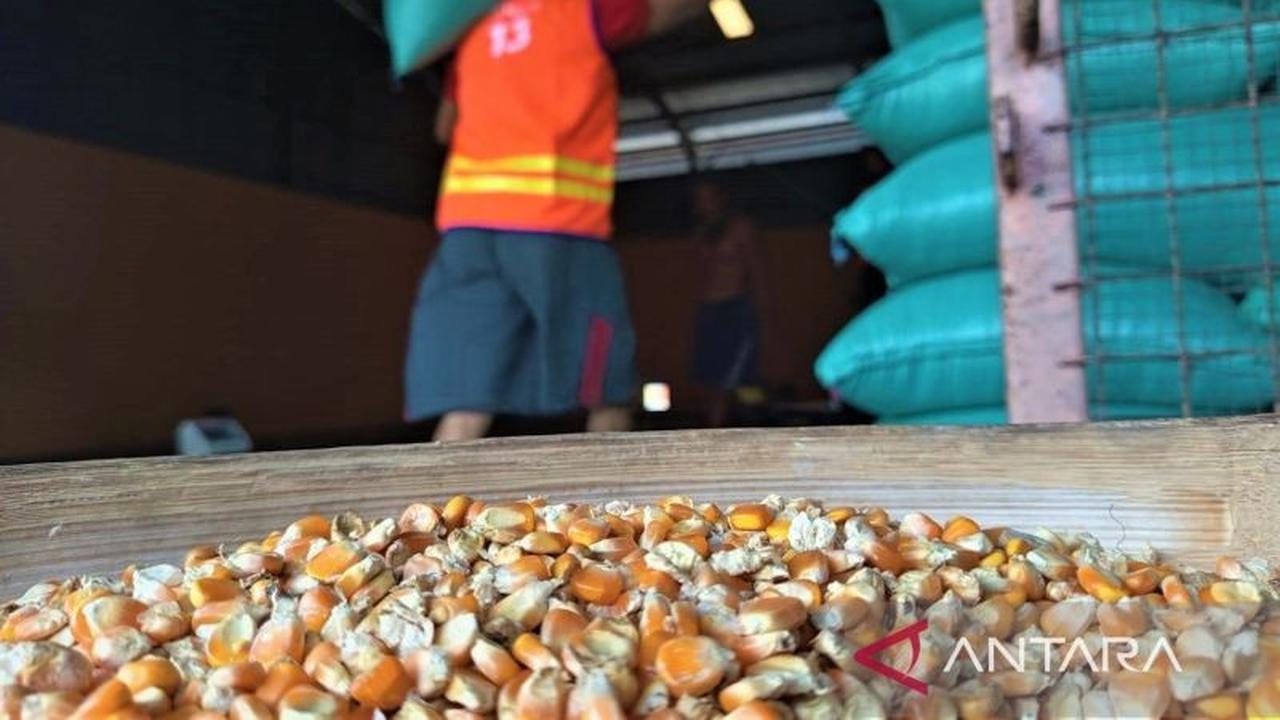 Bulog Madiun Siap Serap Jagung Petani, Jaga Kestabilan Harga dan Stok Pangan