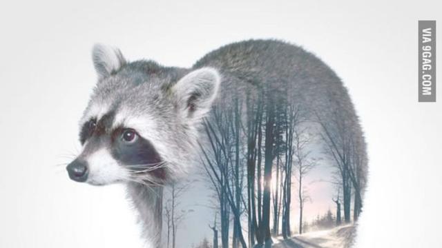 [Bintang] Gambar Binatang Exprosure