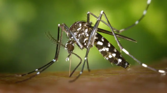 Ilmuan Oxford Kembangkan Vaksin Malaria Baru Untuk Lawan Parasit Malaria Kebal Obat