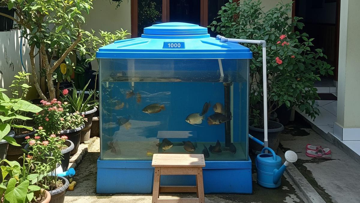 10 Cara Ternak Gurame di Toren Air Kapasitas 1000 Liter, Solusi Budidaya Ikan di Lahan Sempit