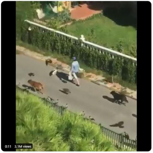 Bak Adegan Film, Wanita Ini Diikuti Aneka Hewan Saat Berjalan