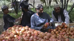 Pekerja menyortir buah delima yang dipanen di desa Mazara di distrik Arghandab, Kandahar (5/10/20210). Banyak warga Afghanistan yang membudidayakan buah ini sebagai mata pencarian utama. (AFP/ Javed Tanveer)