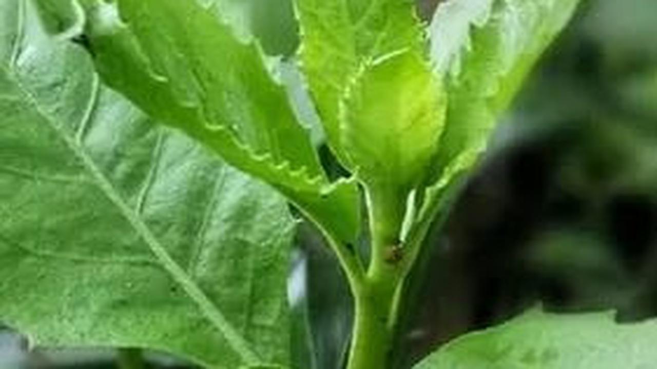 Daun beluntas, selain mempercantik pekarangan, menjadi rahasia kesehatan wanita yang luar biasa. Dengan manfaatnya untuk mengatasi keputihan, menjaga kesehatan rahim, melawan kanker, hingga mencegah penuaan dini, daun beluntas menjadi tambahan berharga un