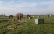 Gajah Sumatera dan Ancaman Kebakaran di Way Kambas