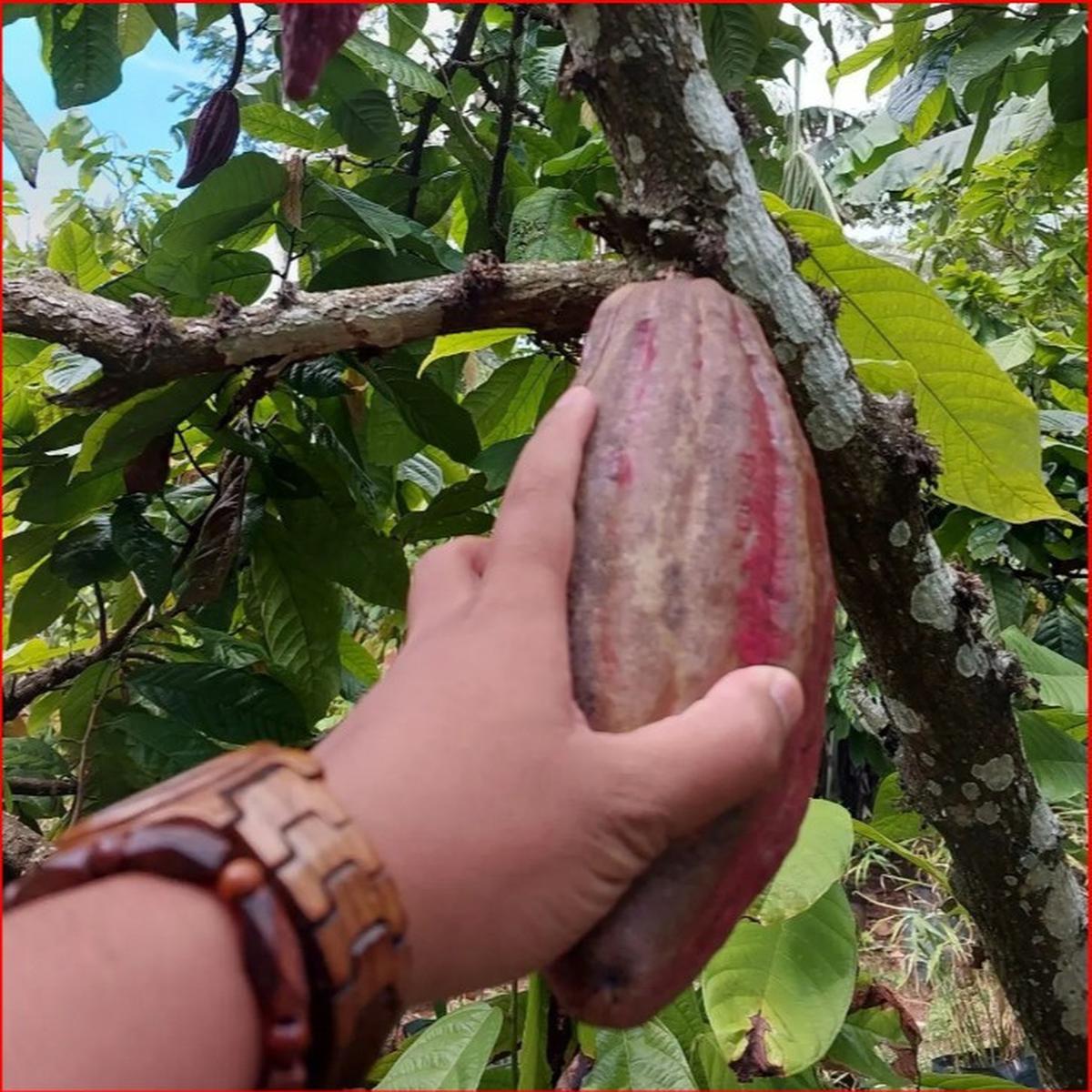 Cokelat Nglanggeran