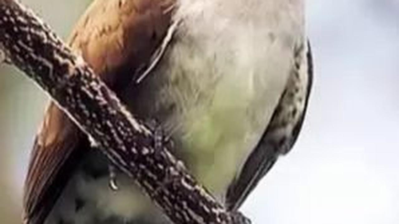 <b>Mitos Burung Kedasih</b>