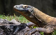 Dipercaya Untuk Obat Gatal-gatal, Begini Cara Mengolah Daging Biawak