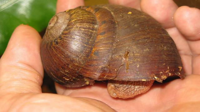 Giant panda snail atau siput panda raksasa. (Australian Museum)
