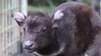 Raden, bayi anoa yang lahir secara caesar di Pusat Penangkaran Anoa Manado (ABC Manado). (dok. Balai PSILHK Manado)