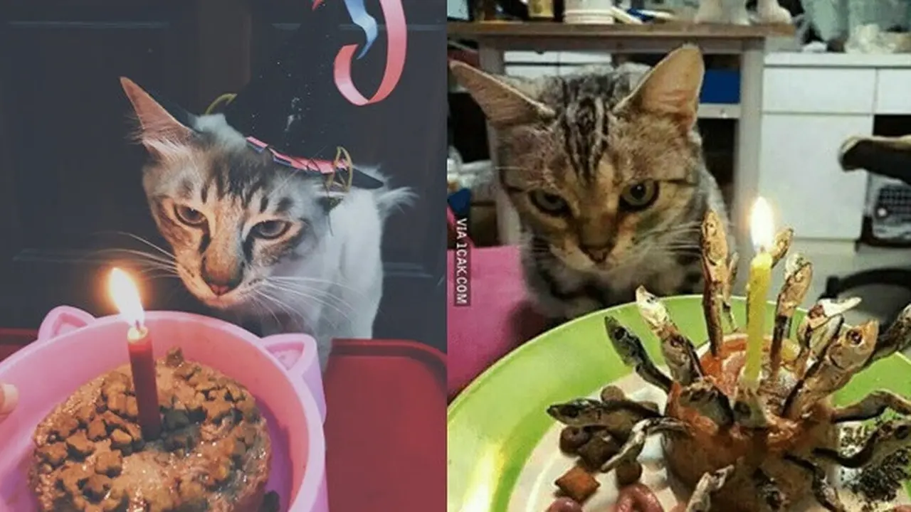 6 Potret Perayaan Ulang Tahun Kucing Ini Bikin Tepuk Jidat