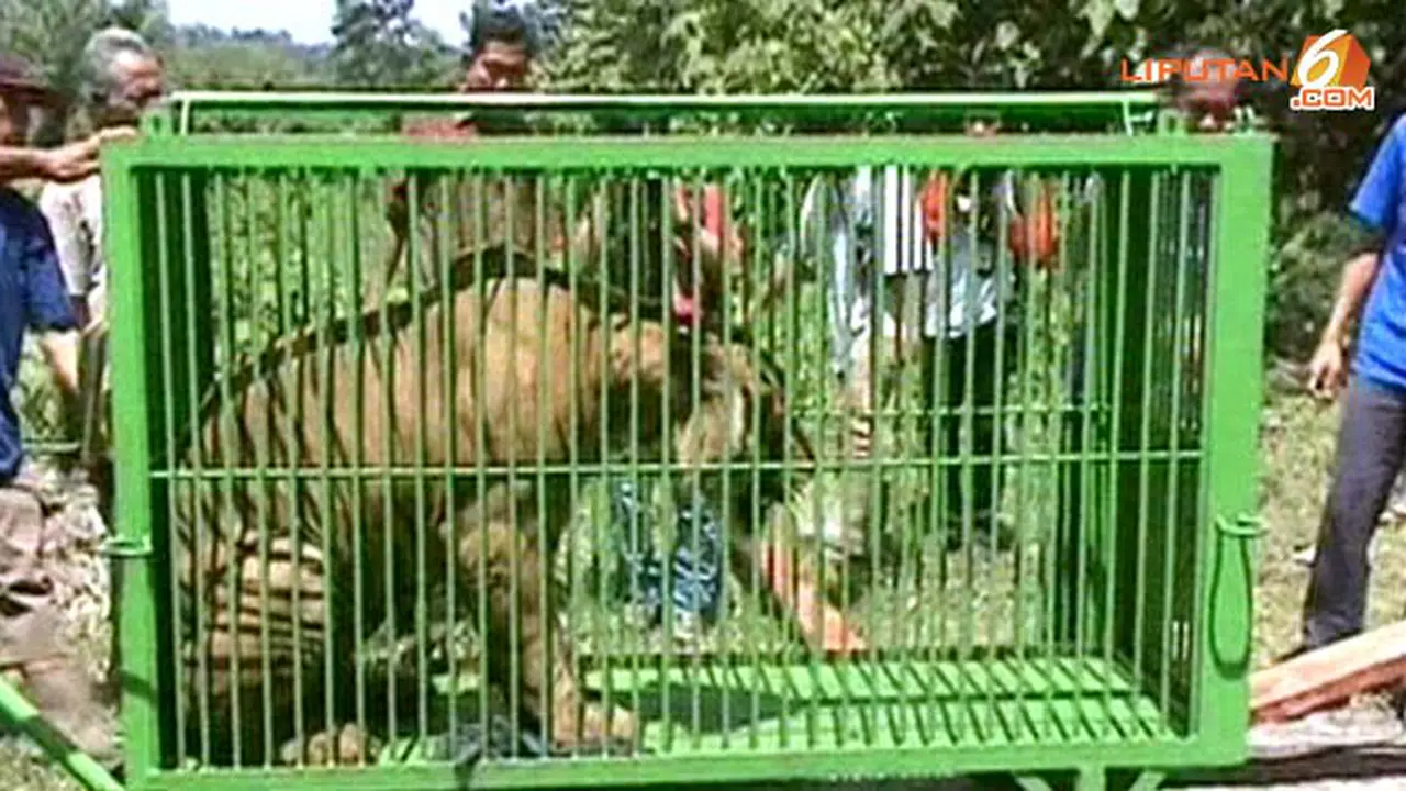 harimau-130601c.jpg