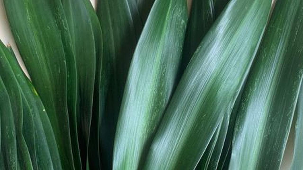 3. Daun Suji