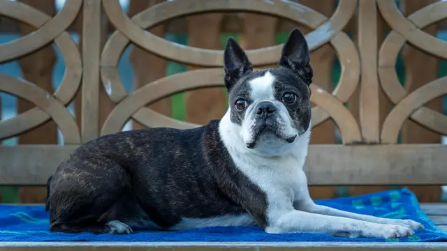 Boston Terrier