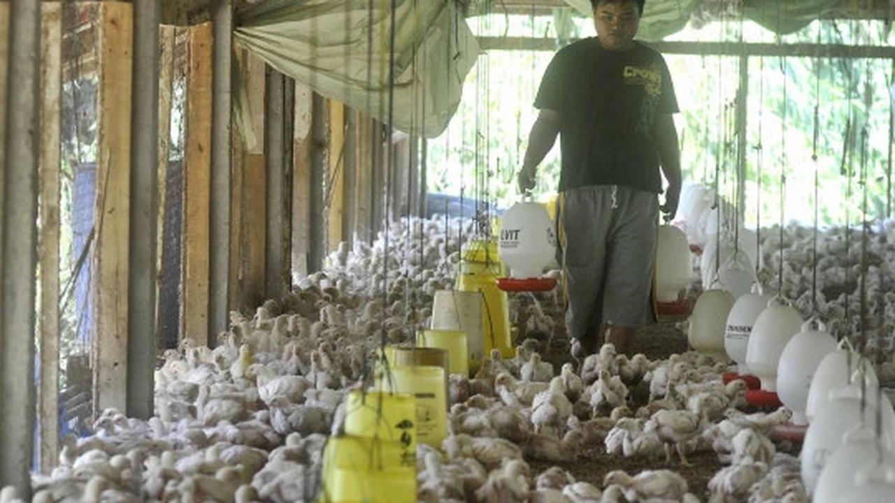 Gejolak kenaikan harga daging ayam tak berdampak kepada peternak