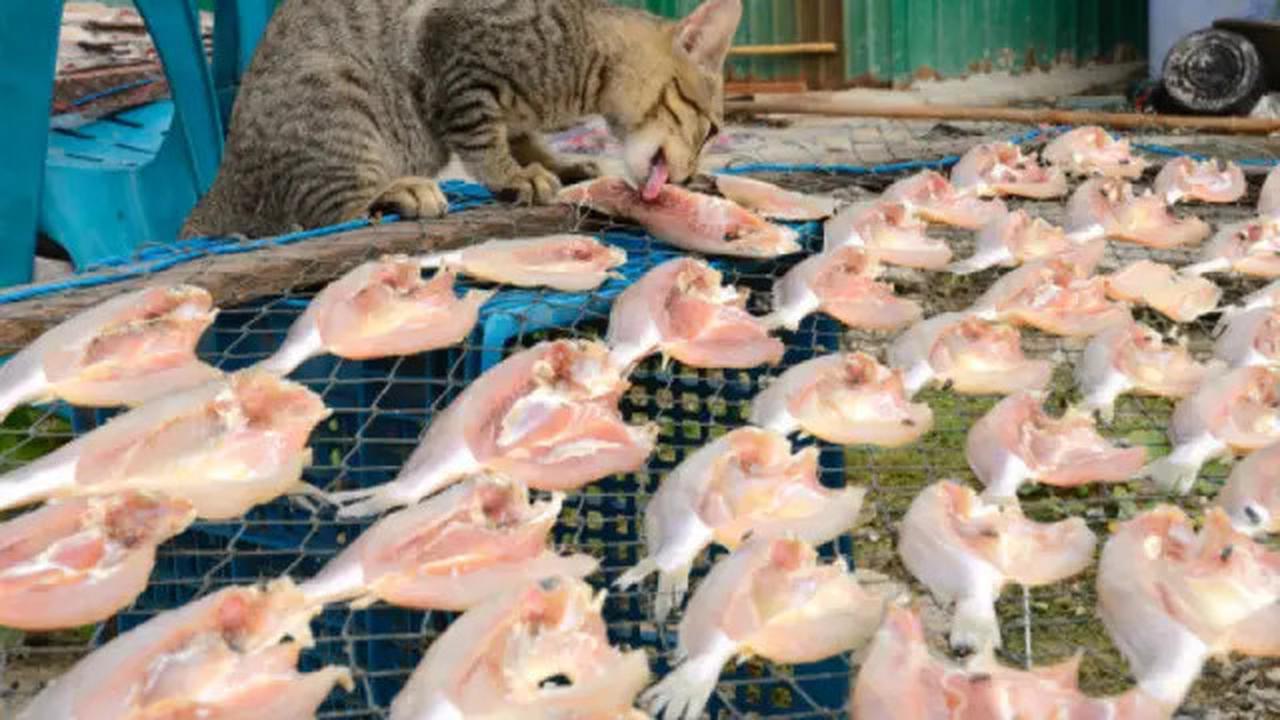 7 Penyebab Kucing Selalu Lapar Dilihat dari Perilakunya, Waspadai Masalah Kesehatan