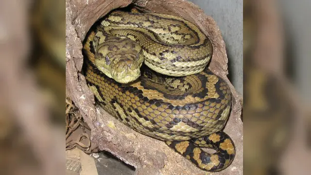 Piton Karpet (Morelia spilota)