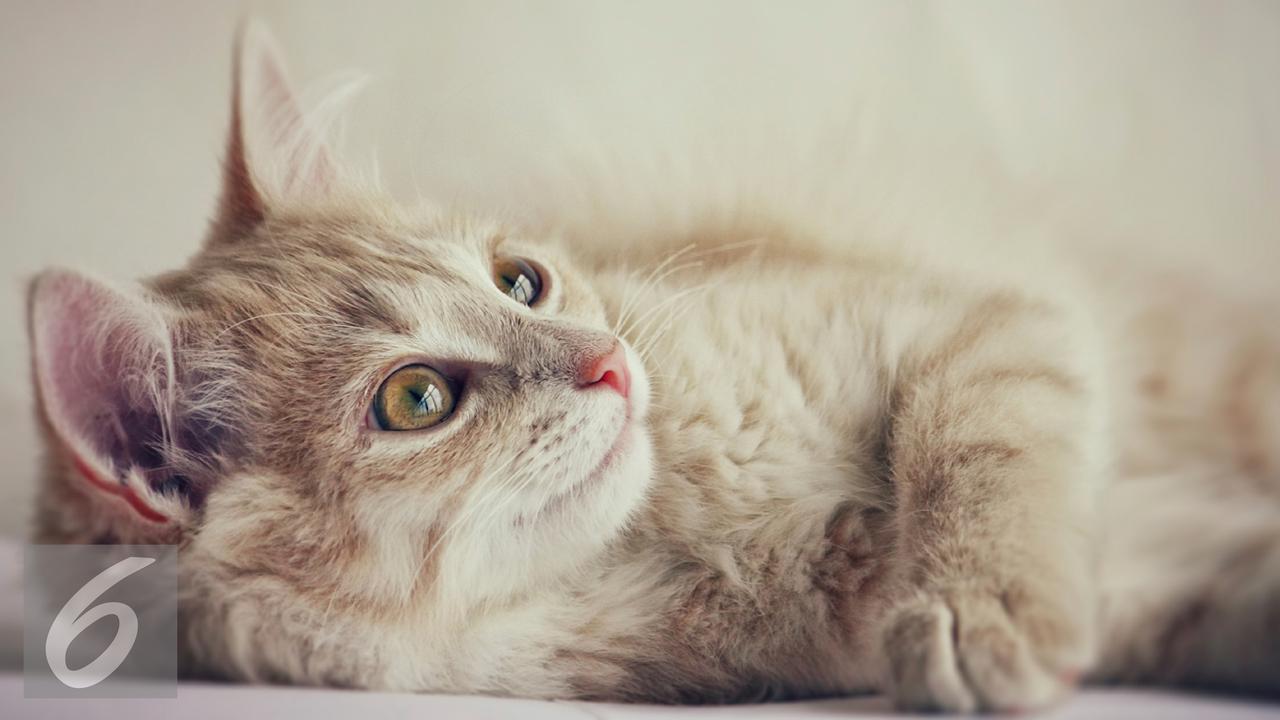20160330-Ilustrasi-Kucing-iStockphoto
