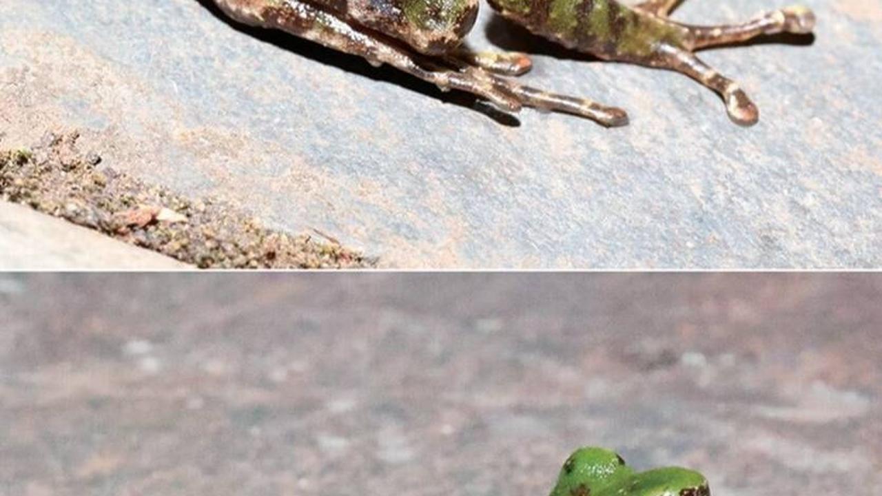 Selama survei, para peneliti menemukan tujuh katak bergelombang yang tidak sesuai dengan catatan yang diketahui, kata studi tersebut.&nbsp;